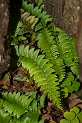 David Plant Photography - Wildlife Photography - Holly fern - B
