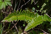David Plant Photography - Wildlife Photography - Holly fern - D