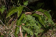 David Plant Photography - Wildlife Photography - Holly fern - E