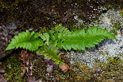 David Plant Photography - Wildlife Photography - Holly fern - F