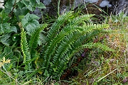 David Plant Photography - Wildlife Photography - Holly fern - G
