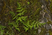 David Plant Photography - Wildlife Photography - Northern buckler fern - A