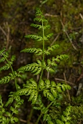 David Plant Photography - Wildlife Photography - Northern buckler fern - B