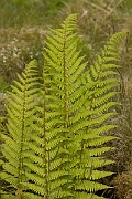 David Plant Photography - Wildlife Photography - Scaly male fern - A