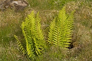 David Plant Photography - Wildlife Photography - Scaly male fern - B