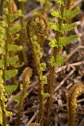 David Plant Photography - Wildlife Photography - Scaly male fern - C