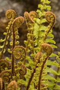David Plant Photography - Wildlife Photography - Scaly male fern - E