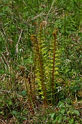 David Plant Photography - Wildlife Photography - Scaly male fern - F
