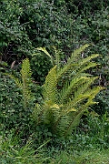 David Plant Photography - Wildlife Photography - Soft shield fern - A