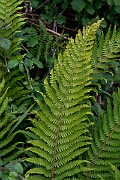 David Plant Photography - Wildlife Photography - Soft shield fern - B