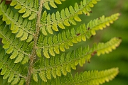 David Plant Photography - Wildlife Photography - Soft shield fern - C