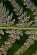 David Plant Photography - Wildlife Photography - Soft shield fern - D