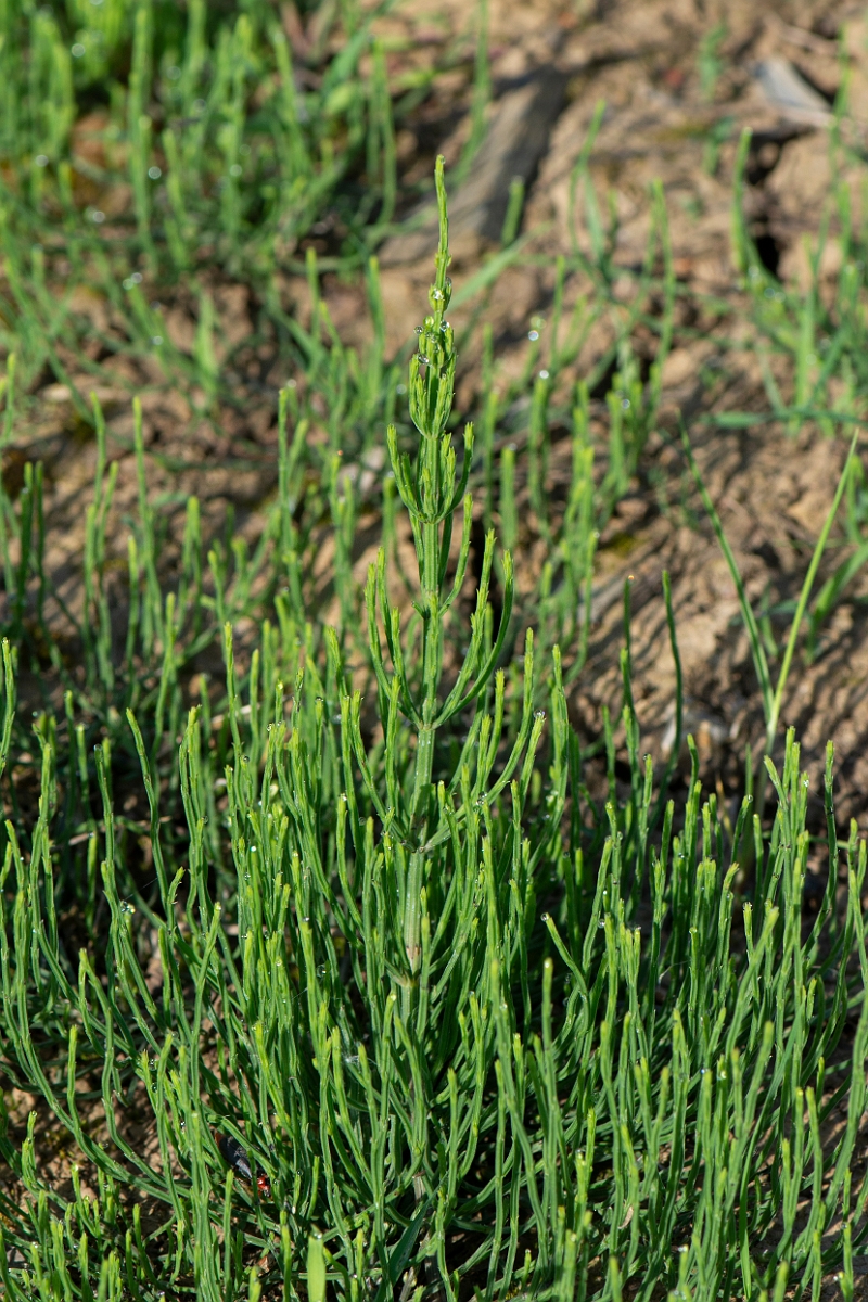 David Plant Photography - Wildlife Photography - Field horsetail - D.JPG - Field horsetail - Northamptonshire