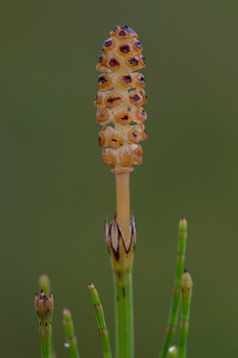 David Plant Photography - Wildlife Photography - Marsh horsetail - B.JPG - Marsh horsetail - Bridgend