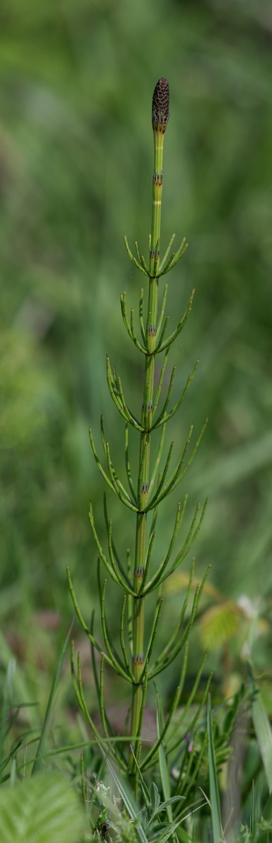David Plant Photography - Wildlife Photography - Marsh horsetail - D.JPG - Marsh horsetail - Kent