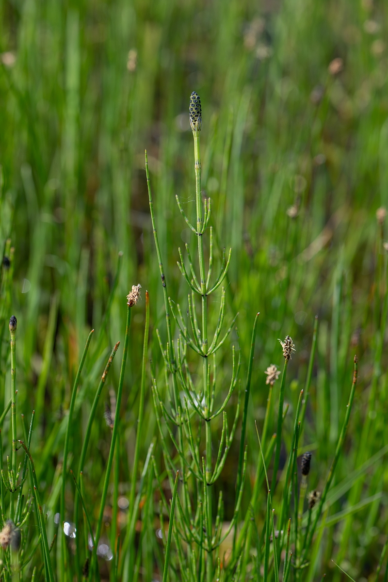 David Plant Photography - Wildlife Photography - Marsh horsetail - F.jpg - Marsh horsetail - Norfolk