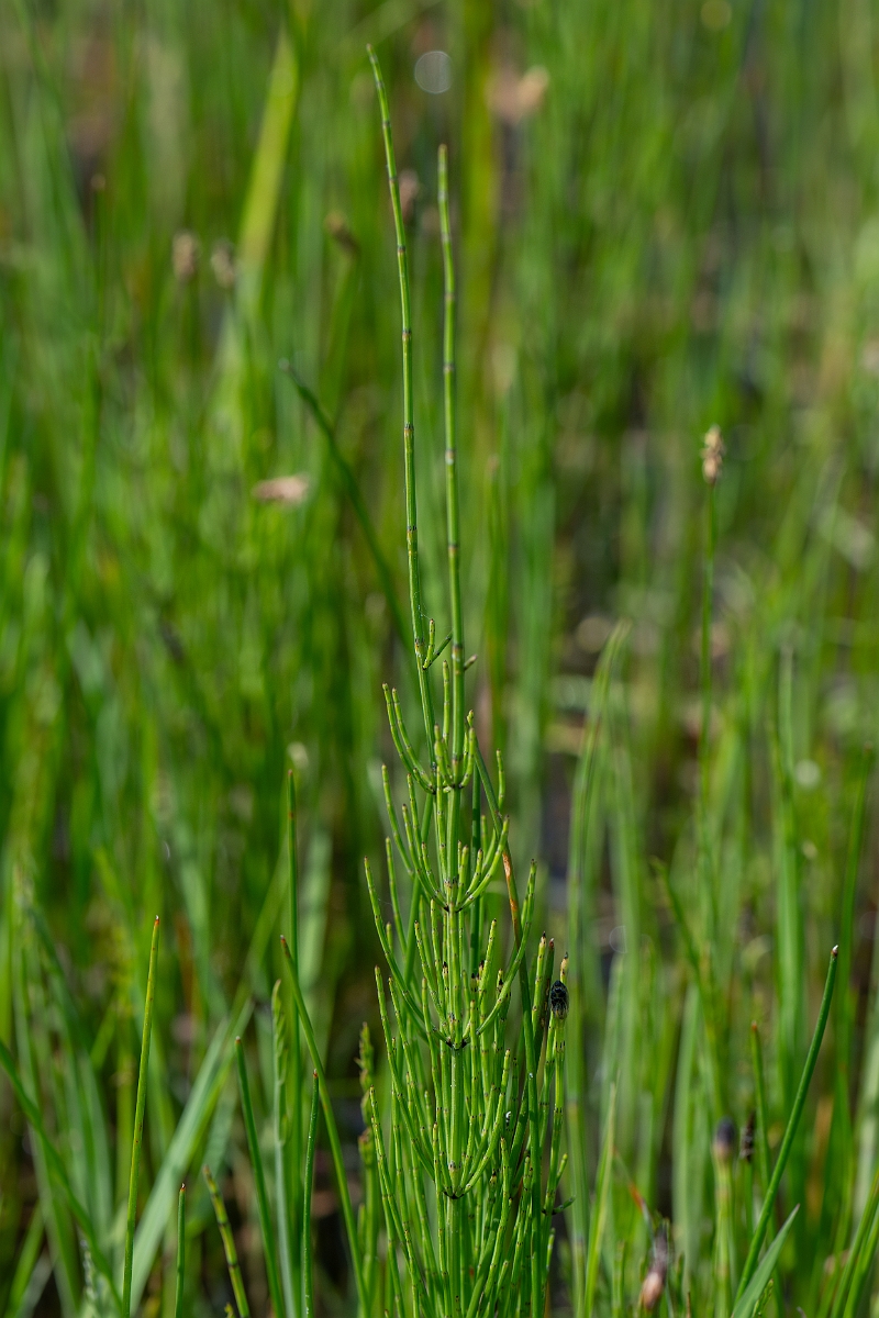 David Plant Photography - Wildlife Photography - Marsh horsetail - G.jpg - Marsh horsetail - Norfolk