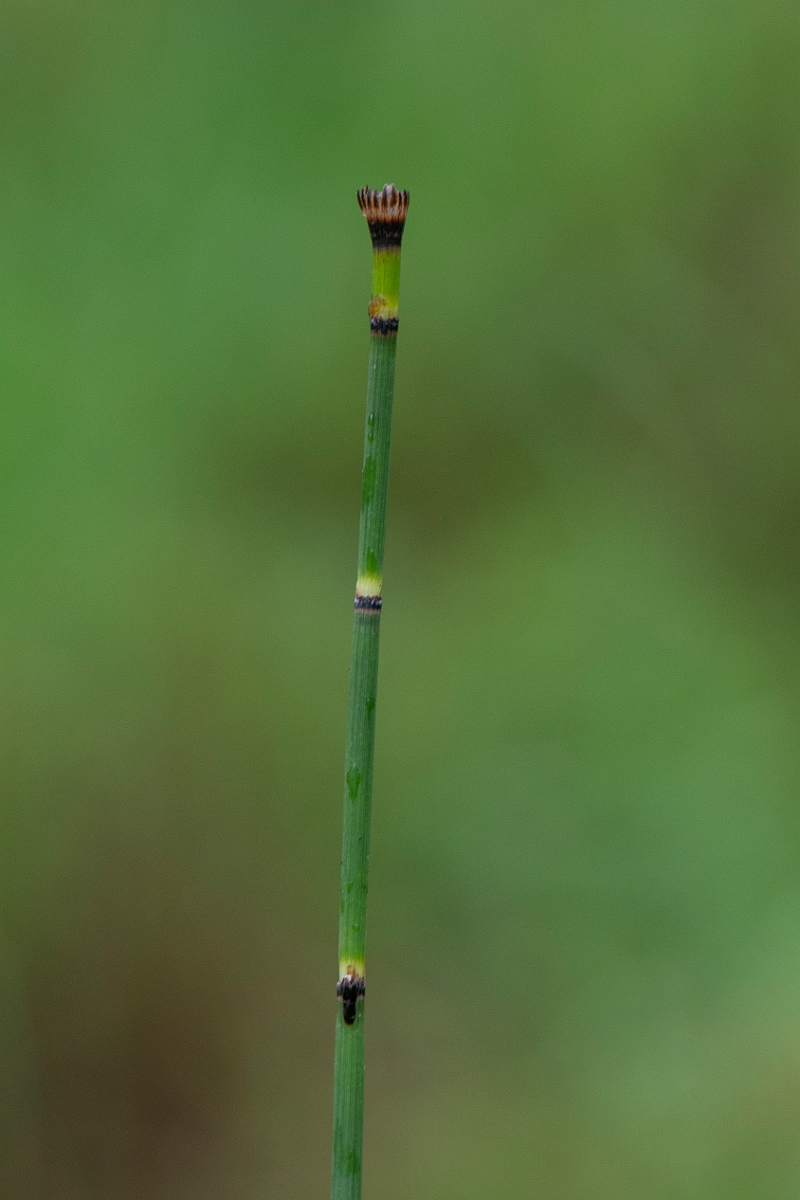 David Plant Photography - Wildlife Photography - Rough horsetail - A.JPG - Rough horsetail - Cairngorms