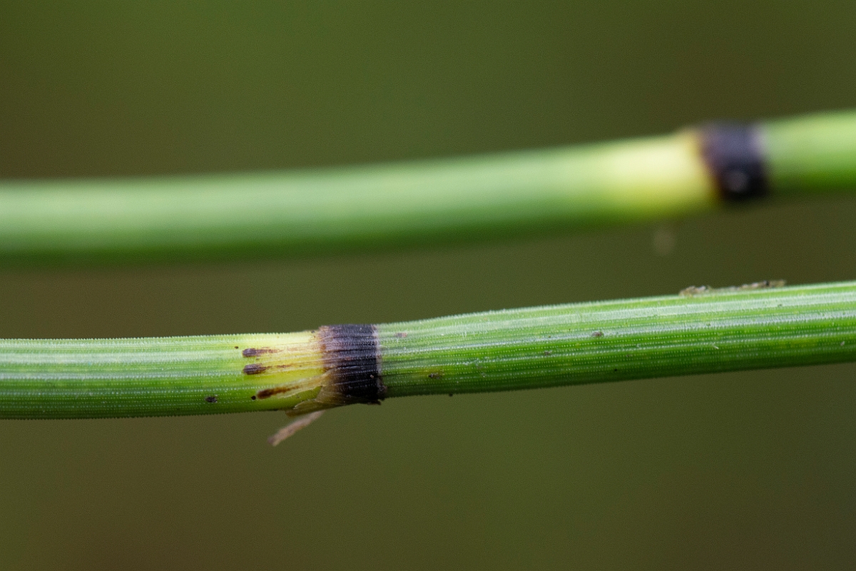 David Plant Photography - Wildlife Photography - Rough horsetail - B.JPG - Rough horsetail - Cairngorms