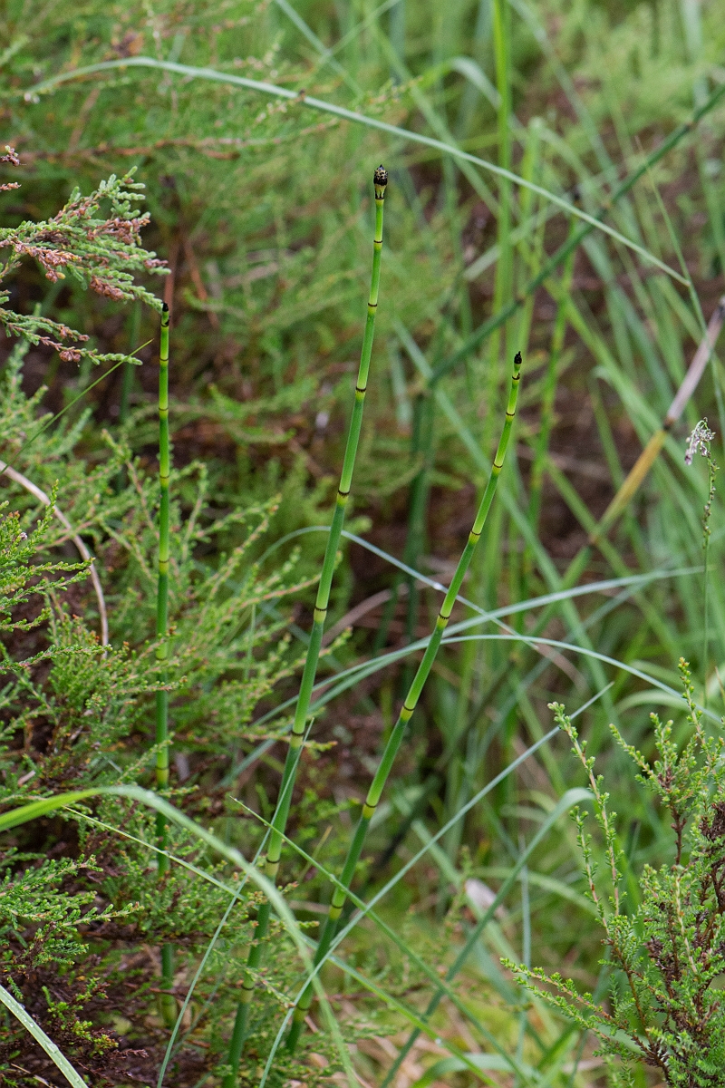 David Plant Photography - Wildlife Photography - Rough horsetail - C.JPG - Rough horsetail - Cairngorms