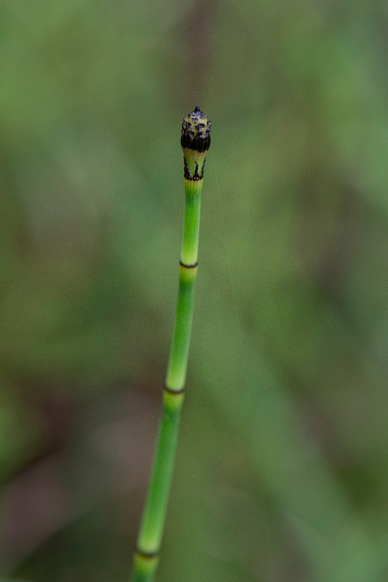 David Plant Photography - Wildlife Photography - Rough horsetail - D.JPG - Rough horsetail - Cairngorms