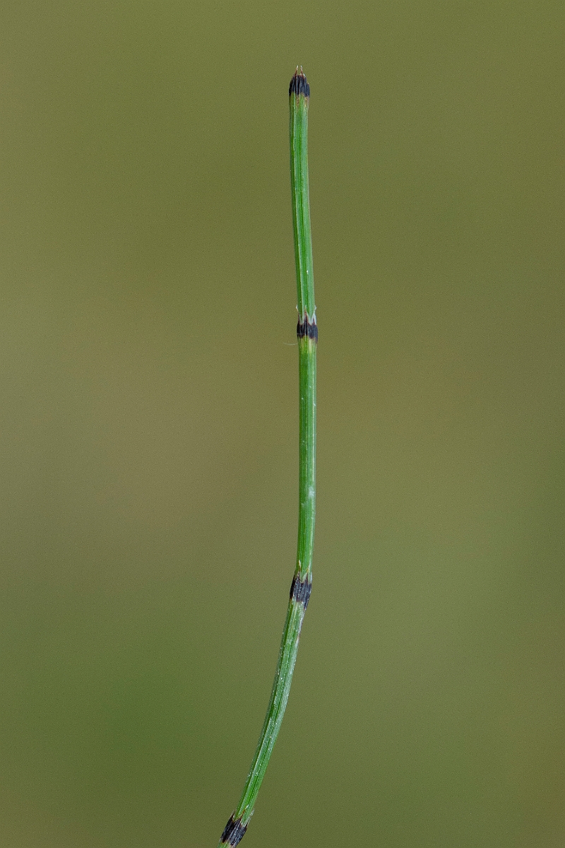 David Plant Photography - Wildlife Photography - Variegated horsetail - B.JPG - Variegated horsetail - Bridgend