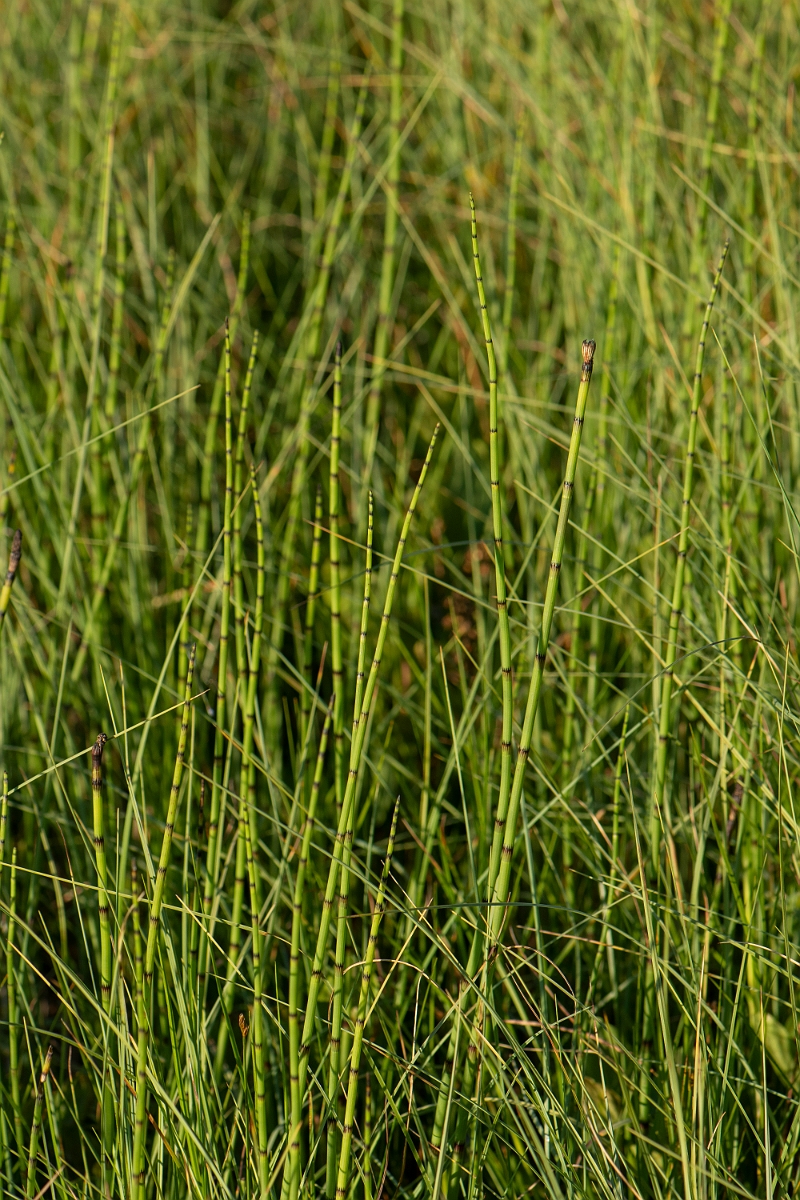 David Plant Photography - Wildlife Photography - Water horsetail - A.JPG - Water horsetail - Highlands
