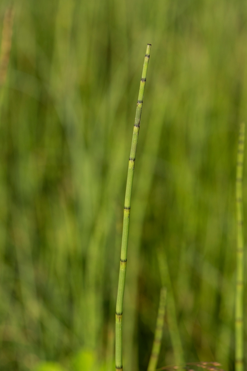 David Plant Photography - Wildlife Photography - Water horsetail - B.JPG - Water horsetail - Highlands