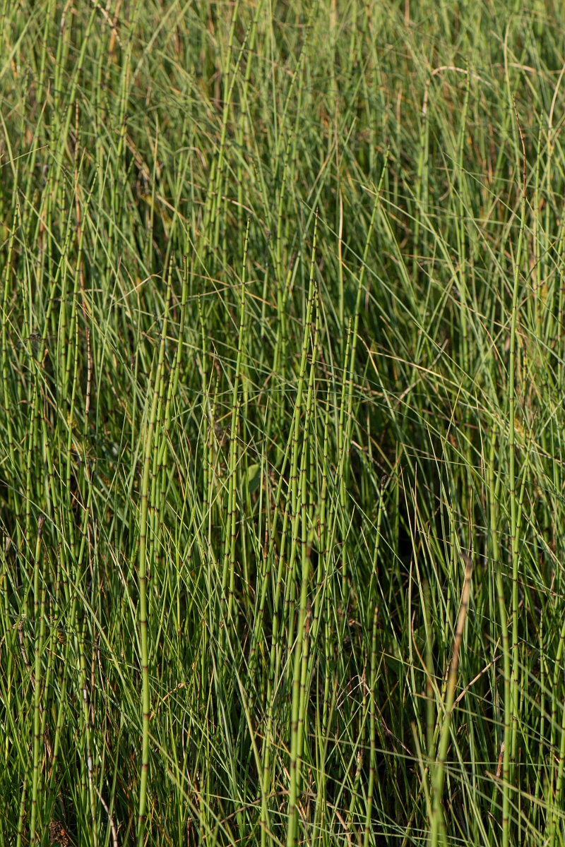 David Plant Photography - Wildlife Photography - Water horsetail - D.JPG - Water horsetail - Highlands