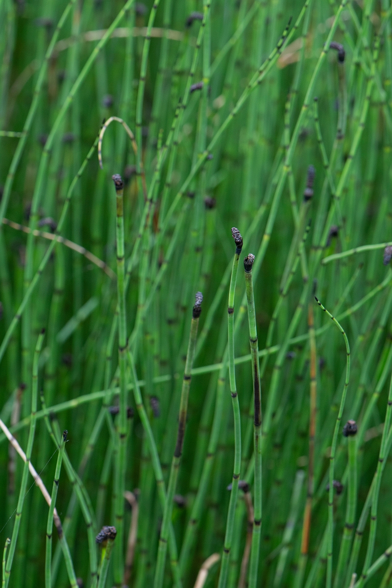 David Plant Photography - Wildlife Photography - Water horsetail - F.JPG - Water horsetail - Cairngorms