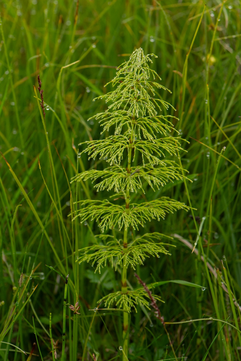 David Plant Photography - Wildlife Photography - Wood horsetail - A.JPG - Wood horsetail - Perthshire