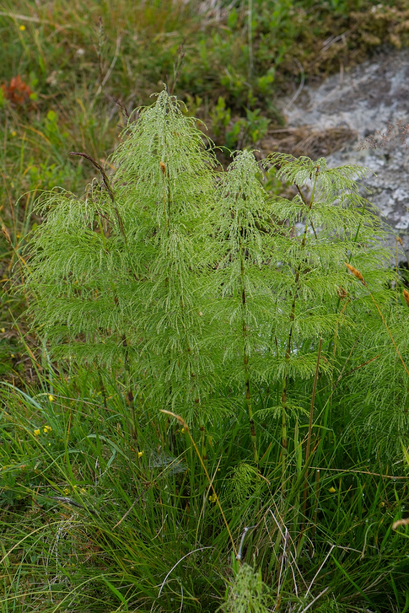 David Plant Photography - Wildlife Photography - Wood horsetail - C.JPG - Wood horsetail - Perthshire