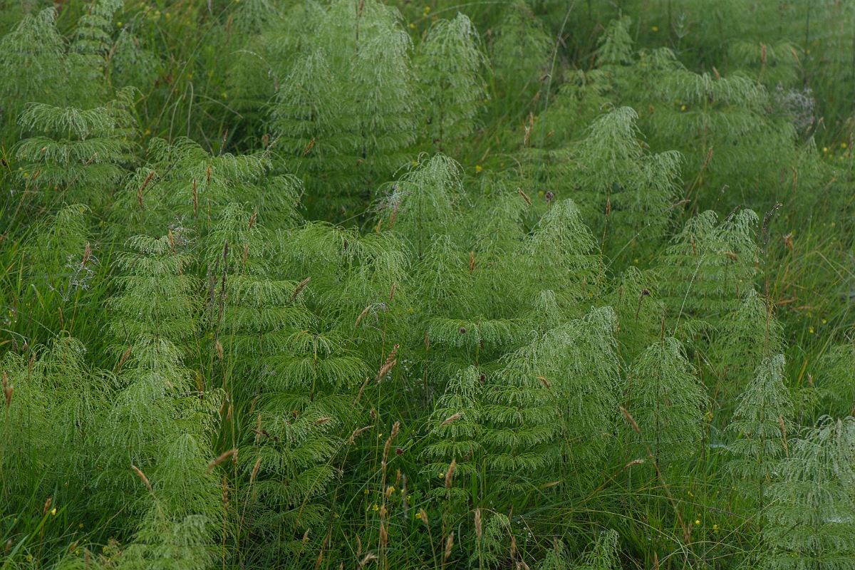 David Plant Photography - Wildlife Photography - Wood horsetail - E.JPG - Wood horsetail - Perthshire