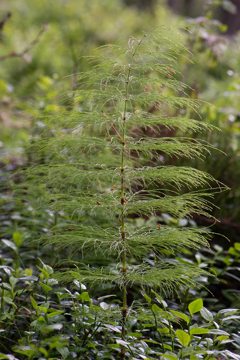 David Plant Photography - Wildlife Photography - Wood horsetail - H.JPG - Wood horsetail - Cairngorms