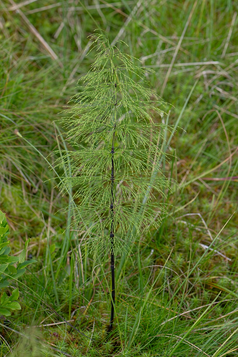 David Plant Photography - Wildlife Photography - Wood horsetail - I.jpg - Wood horsetail - Cairngorms