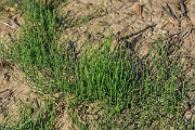 David Plant Photography - Wildlife Photography - Field horsetail - C