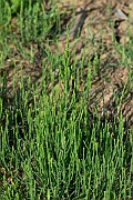 David Plant Photography - Wildlife Photography - Field horsetail - D