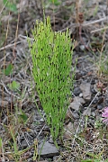 David Plant Photography - Wildlife Photography - Field horsetail - E