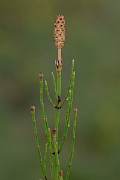 David Plant Photography - Wildlife Photography - Marsh horsetail - A