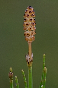 David Plant Photography - Wildlife Photography - Marsh horsetail - B