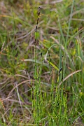 David Plant Photography - Wildlife Photography - Marsh horsetail - C