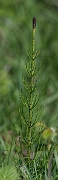 David Plant Photography - Wildlife Photography - Marsh horsetail - D