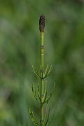 David Plant Photography - Wildlife Photography - Marsh horsetail - E