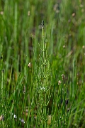David Plant Photography - Wildlife Photography - Marsh horsetail - F