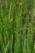 David Plant Photography - Wildlife Photography - Marsh horsetail - G
