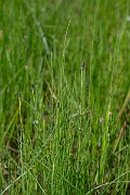 David Plant Photography - Wildlife Photography - Marsh horsetail - H