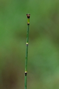 David Plant Photography - Wildlife Photography - Rough horsetail - A