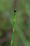 David Plant Photography - Wildlife Photography - Rough horsetail - D