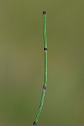 David Plant Photography - Wildlife Photography - Variegated horsetail - B