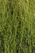 David Plant Photography - Wildlife Photography - Water horsetail - A